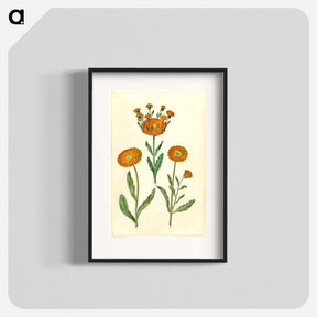 アートポスター-Calendula officinalis
 - マリア ジビーラ メーリアン Poster.