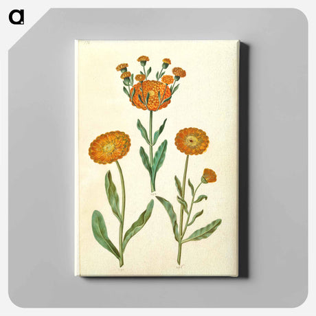 アートパネル-Calendula officinalis
 - マリア ジビーラ メーリアン Canvas.