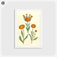 アートポストカード-Calendula officinalis
 - マリア ジビーラ メーリアン Postcard.