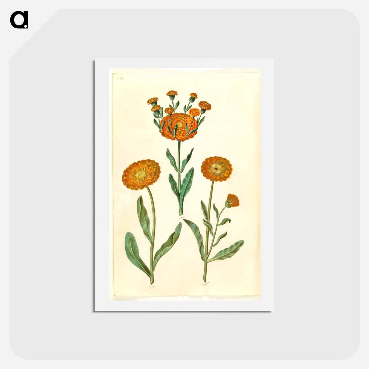 アートポストカード-Calendula officinalis
 - マリア ジビーラ メーリアン Postcard.