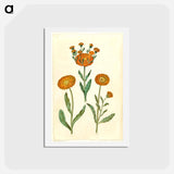 アートポストカード-Calendula officinalis
 - マリア ジビーラ メーリアン Postcard.