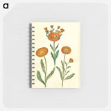 アートメモ帳-Calendula officinalis
 - マリア ジビーラ メーリアン Memo.