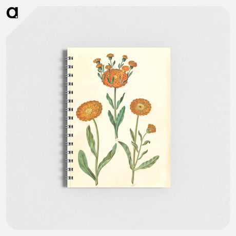 アートメモ帳-Calendula officinalis
 - マリア ジビーラ メーリアン Memo.