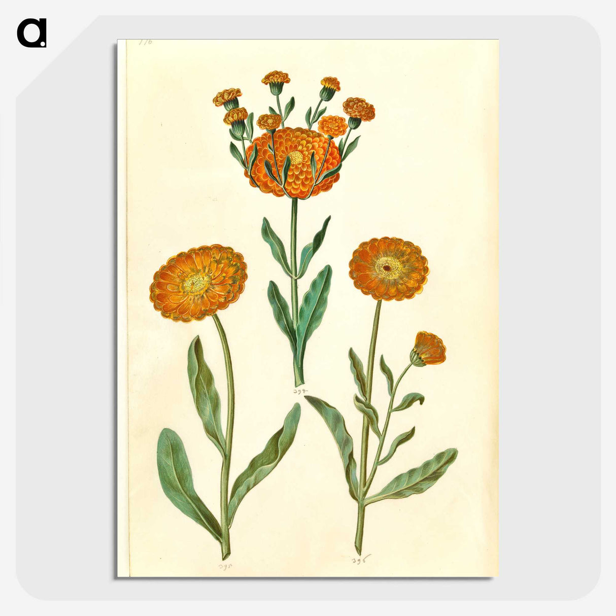 2-67_Maria-Sibylla-Merian_picture-crop