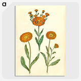 2-67_Maria-Sibylla-Merian_picture-crop