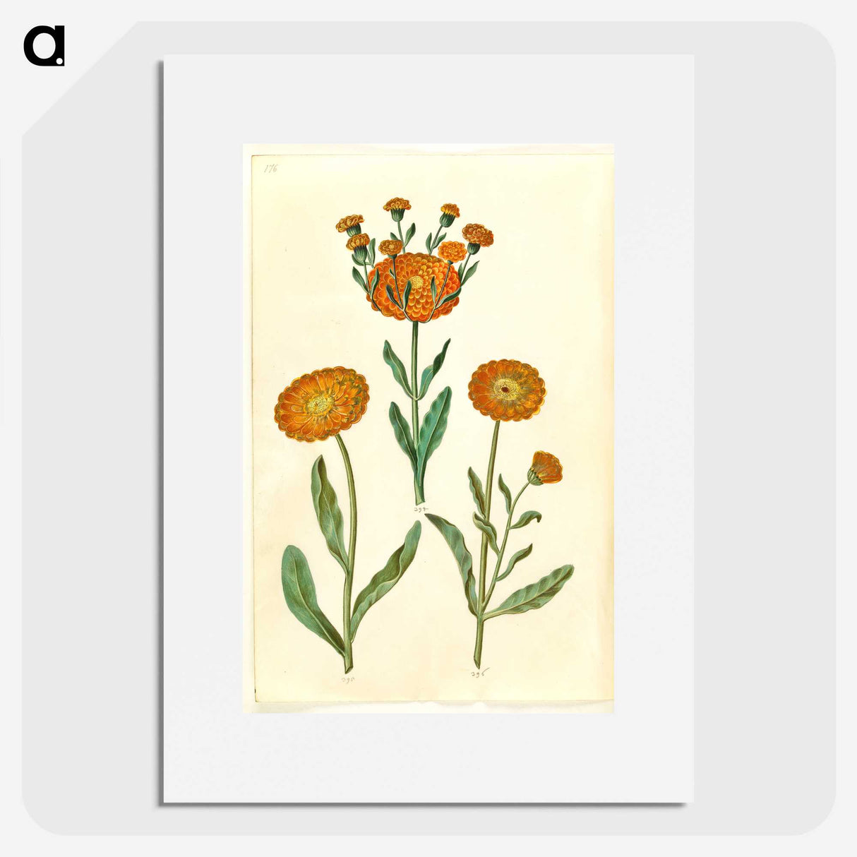 2-67_Maria-Sibylla-Merian_picture