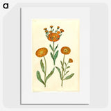 2-67_Maria-Sibylla-Merian_picture