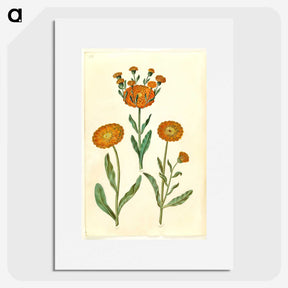 2-67_Maria-Sibylla-Merian_picture