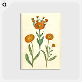 アートポストカード-Calendula officinalis
 - マリア ジビーラ メーリアン Postcard.