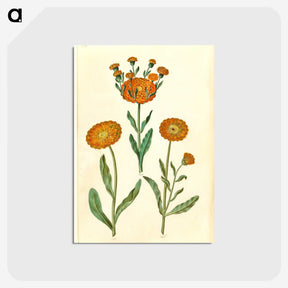 2-67_Maria-Sibylla-Merian_postcard