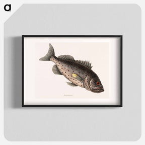 アートポスター-Rockfish
 - マーク ケイツビー Poster.