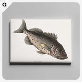 2-67_Mark-Catesby_canvas