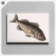 アートパネル-Rockfish
 - マーク ケイツビー Canvas.