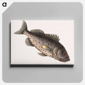 アートパネル-Rockfish
 - マーク ケイツビー Canvas.