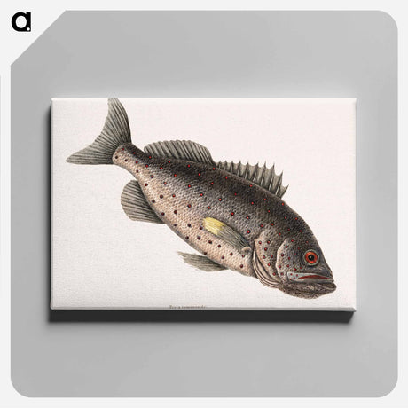 アートパネル-Rockfish
 - マーク ケイツビー Canvas.