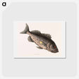 アートポストカード-Rockfish
 - マーク ケイツビー Postcard.