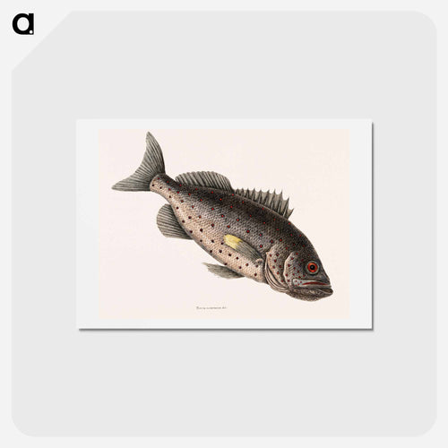 Rockfish
 - Mark Catesby Postcard.