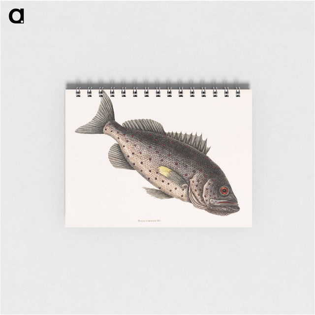 アートメモ帳-Rockfish
 - マーク ケイツビー Memo.