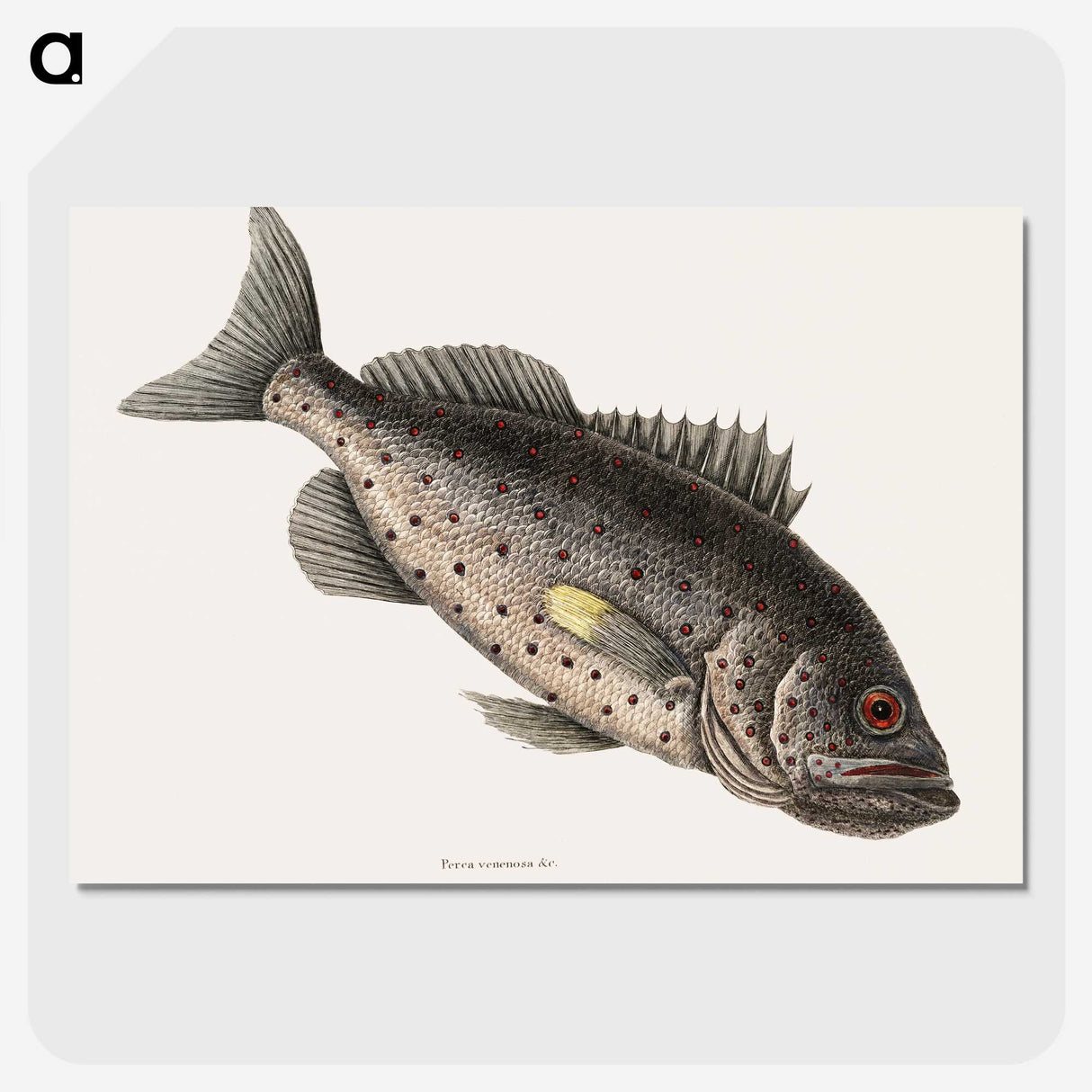 2-67_Mark-Catesby_picture-crop