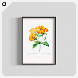 Lychnis grandiflora - ピエール ジョゼフ ルドゥーテ Poster.
