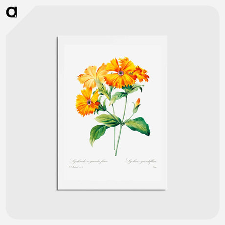 アートポストカード-Lychnis grandiflora - ピエール ジョゼフ ルドゥーテ Postcard.