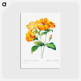 アートポストカード-Lychnis grandiflora - ピエール ジョゼフ ルドゥーテ Postcard.
