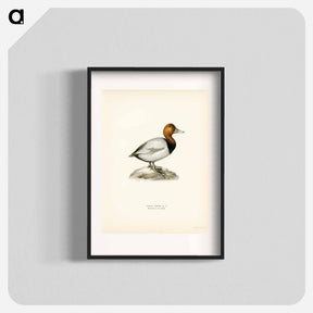 アートポスター-Common Pochard
 - スヴェンスカ フォグラル Poster.