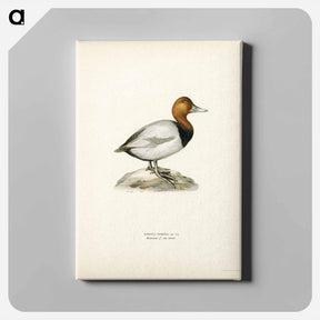 アートパネル-Common Pochard
 - スヴェンスカ フォグラル Canvas.