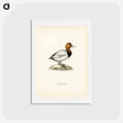 アートポストカード-Common Pochard
 - スヴェンスカ フォグラル Postcard.