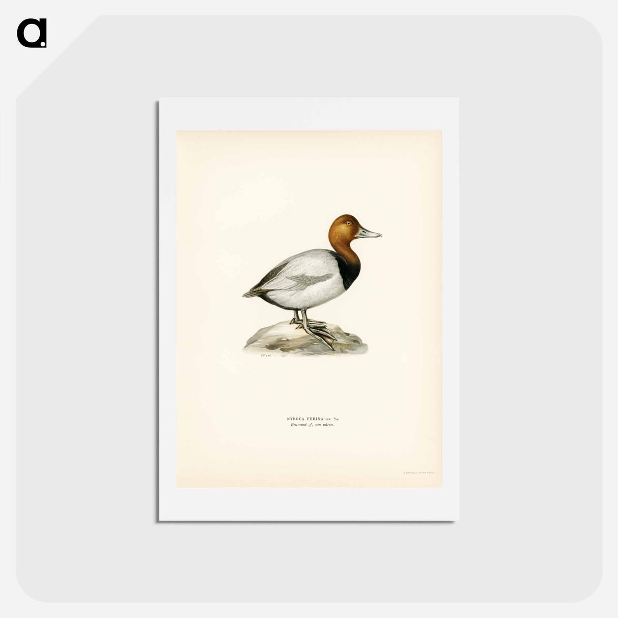 アートポストカード-Common Pochard
 - スヴェンスカ フォグラル Postcard.