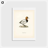 アートポストカード-Common Pochard
 - スヴェンスカ フォグラル Postcard.