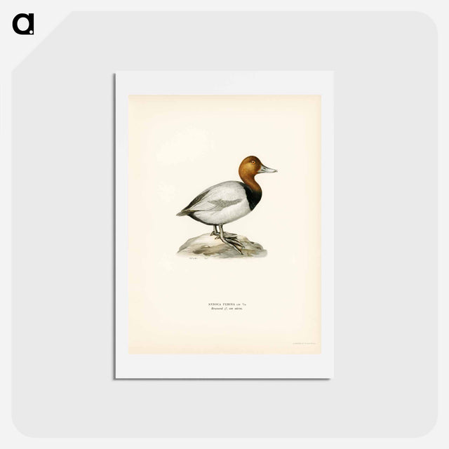 アートポストカード-Common Pochard
 - スヴェンスカ フォグラル Postcard.
