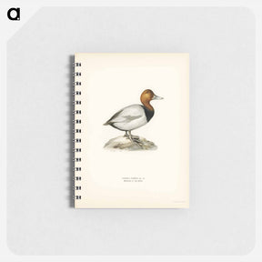 アートメモ帳-Common Pochard
 - スヴェンスカ フォグラル Memo.