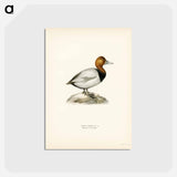 アートポストカード-Common Pochard
 - スヴェンスカ フォグラル Postcard.