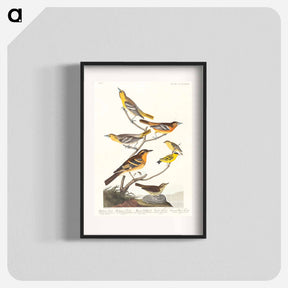 アートポスター-Birds of America
 - アメリカの鳥たち Poster.