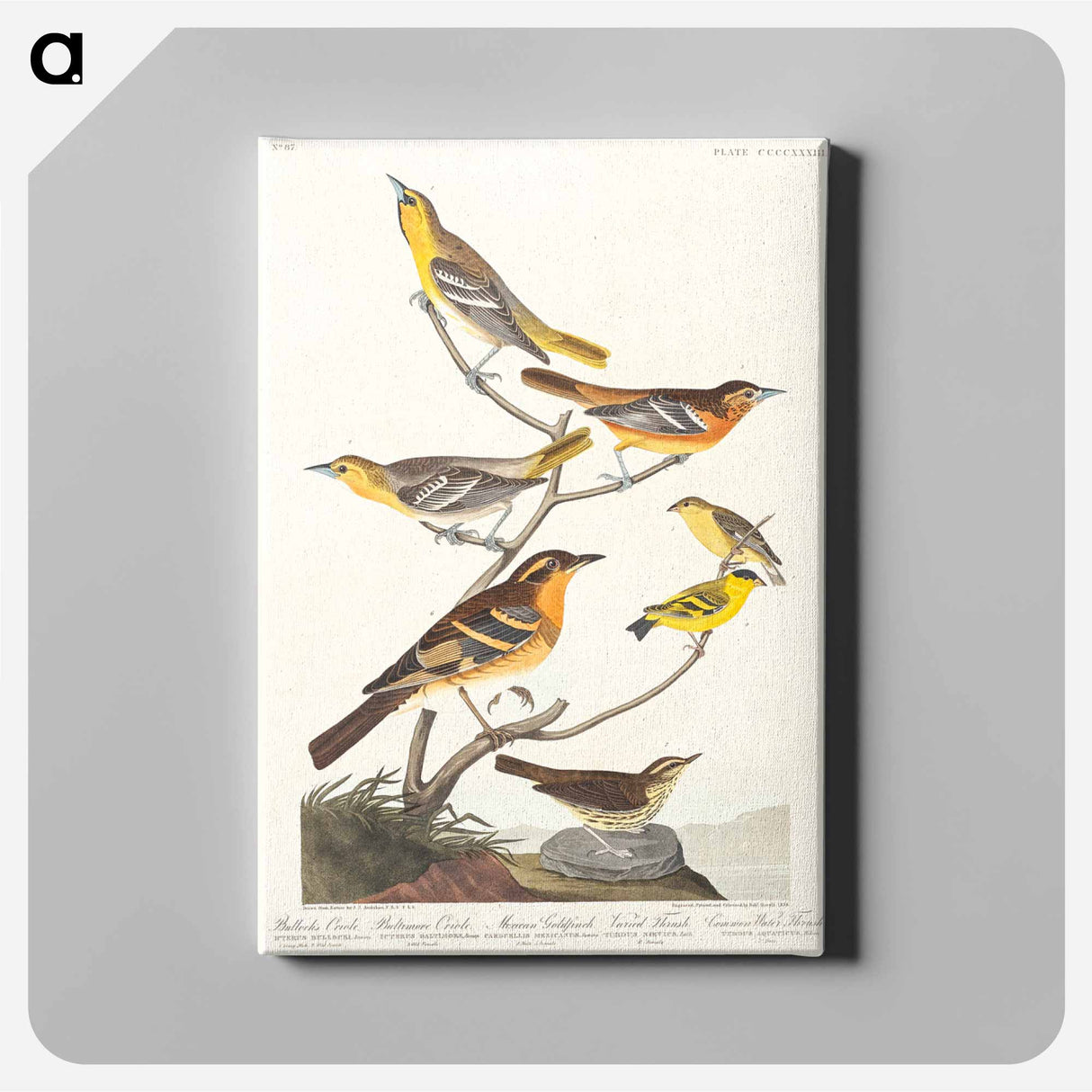 アートパネル-Birds of America
 - アメリカの鳥たち Canvas.