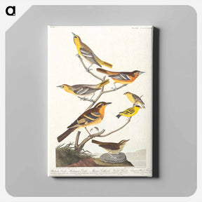 アートパネル-Birds of America
 - アメリカの鳥たち Canvas.