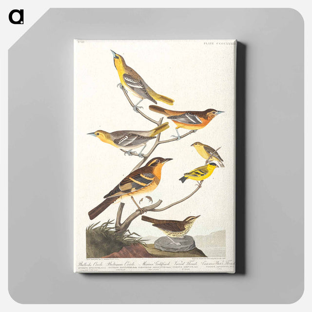 アートパネル-Birds of America
 - アメリカの鳥たち Canvas.