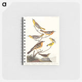 アートメモ帳-Birds of America
 - アメリカの鳥たち Memo.