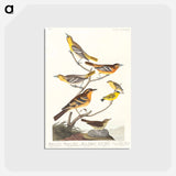 アートポストカード-Birds of America
 - アメリカの鳥たち Postcard.