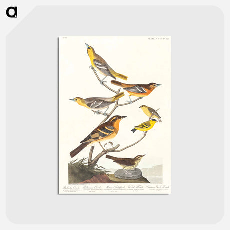 アートポストカード-Birds of America
 - アメリカの鳥たち Postcard.