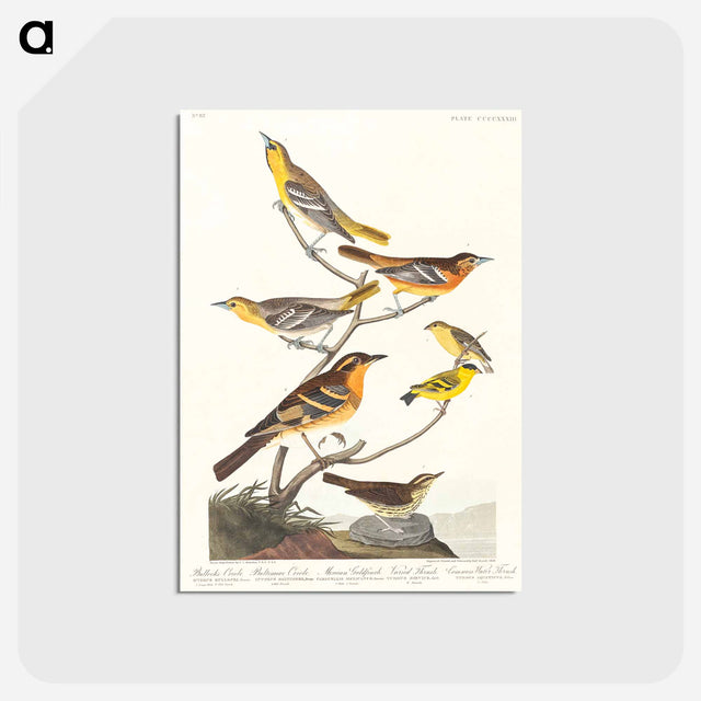 アートポストカード-Birds of America
 - アメリカの鳥たち Postcard.