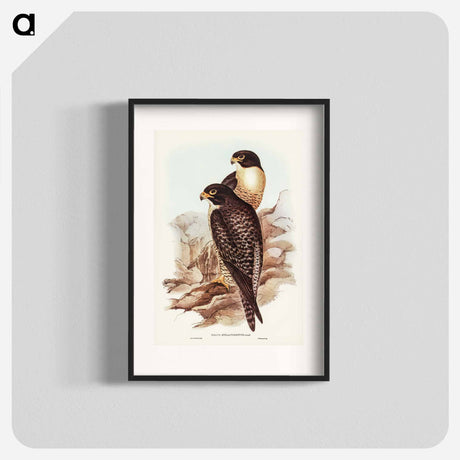 アートポスター-Black-cheeked Falcon
- オーストラリアの鳥 Poster.