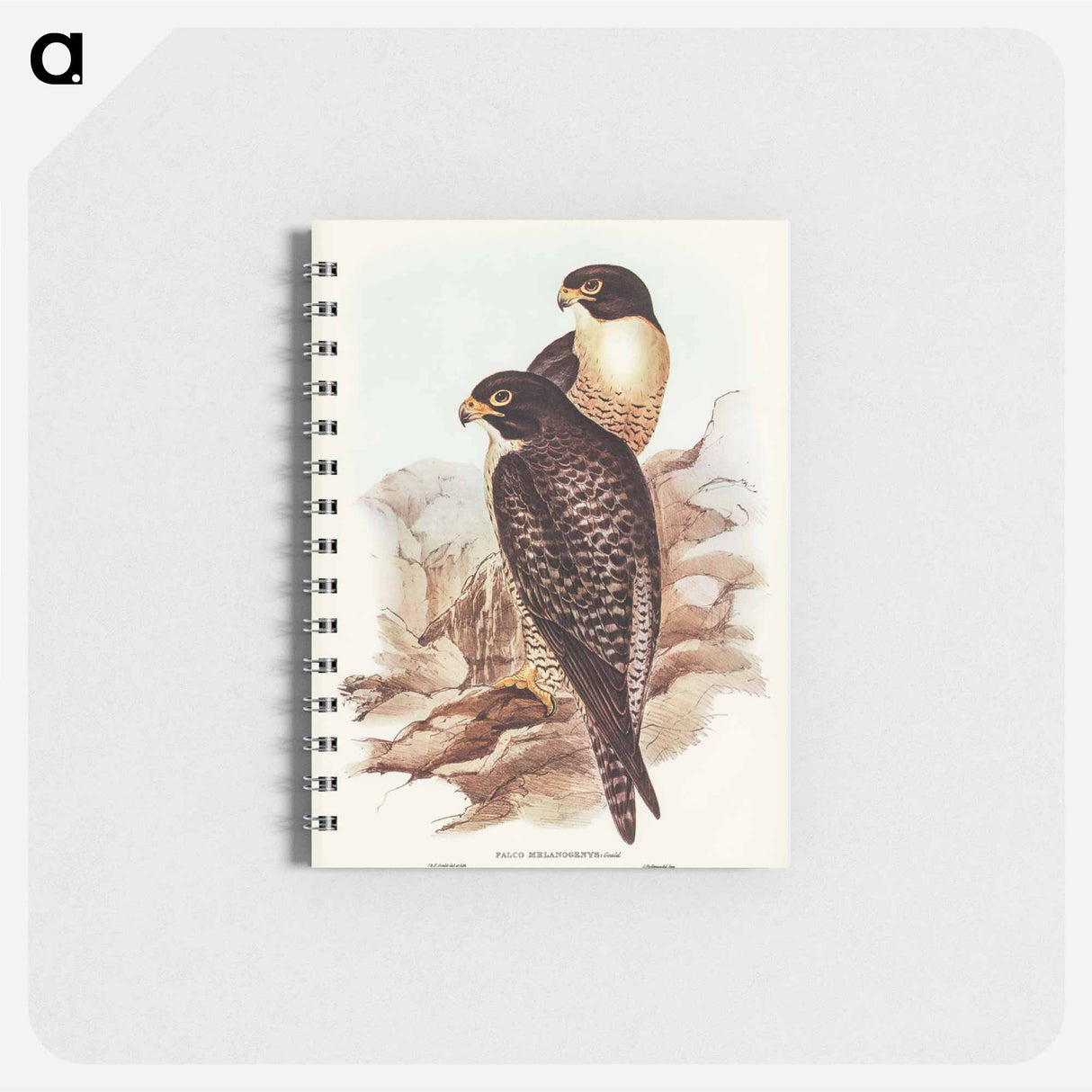 アートメモ帳-Black-cheeked Falcon
 - オーストラリアの鳥 Memo.