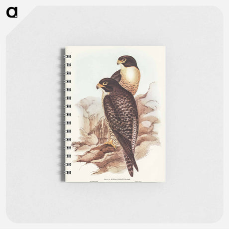 アートメモ帳-Black-cheeked Falcon
 - オーストラリアの鳥 Memo.