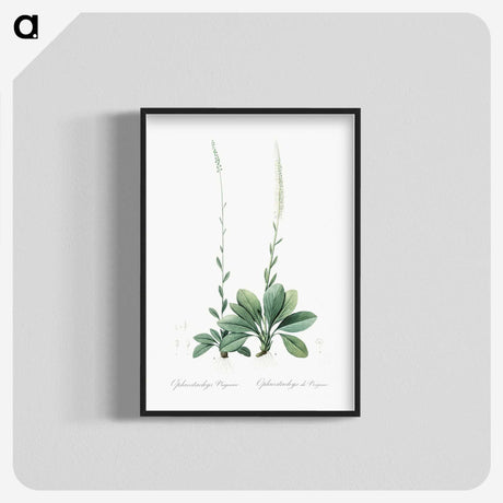 2-67_The-Lilies_blk-crop