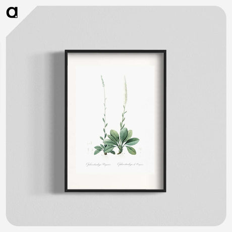 2-67_The-Lilies_blk