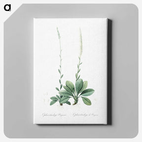 2-67_The-Lilies_canvas