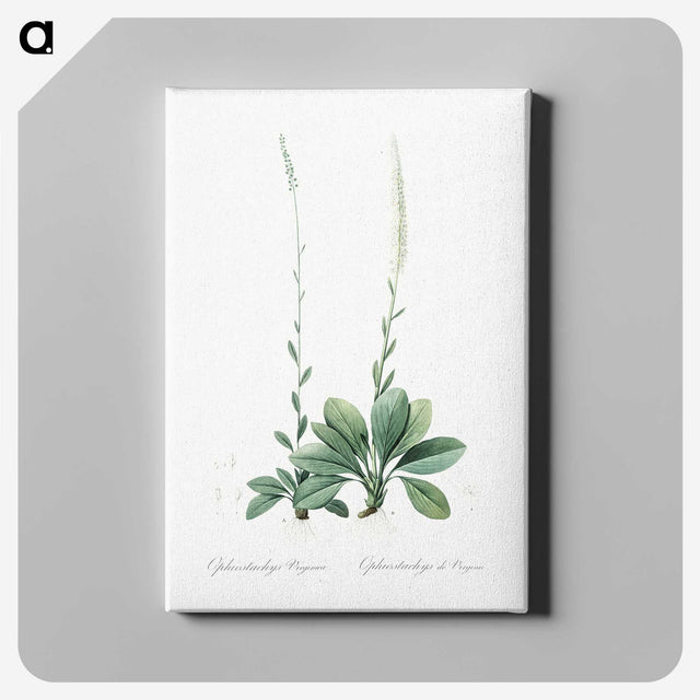 2-67_The-Lilies_canvas