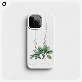 2-67_The-Lilies_phone